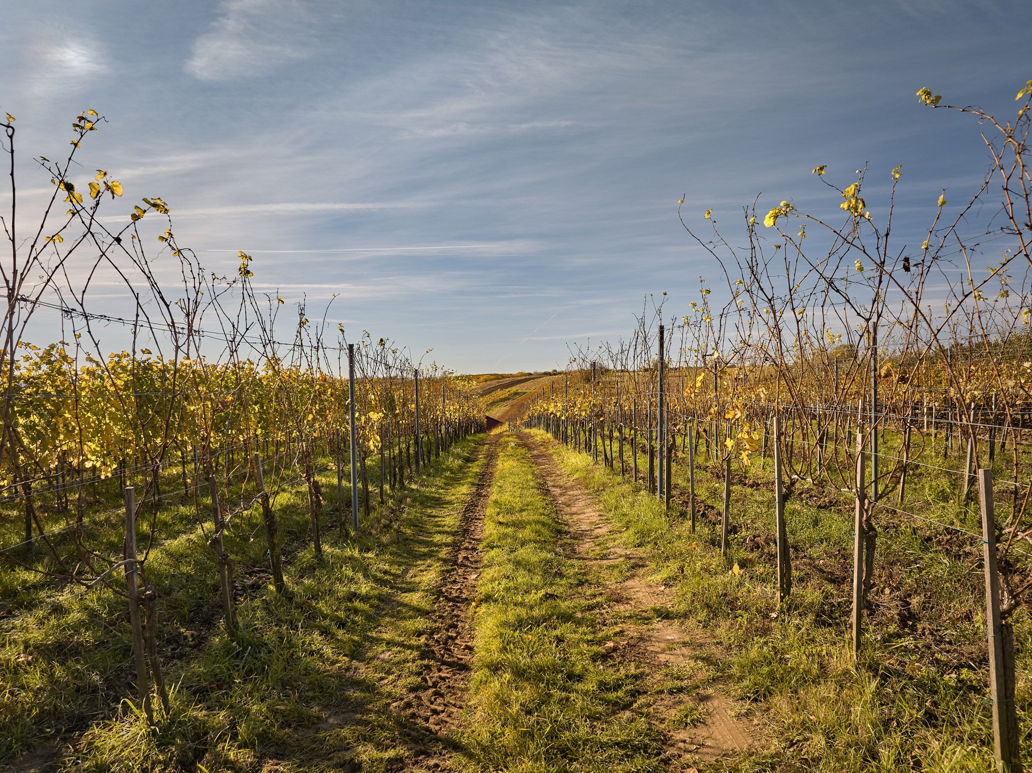 202311 BonaWinery 113 f85e1f29 | Hi2SKY